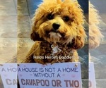 Small Photo #1 Cavapoo (Miniature)-Goldendoodle Mix Puppy For Sale in KEMP, TX, USA