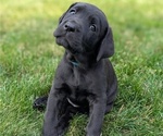 Puppy Baby Blue Great Dane-Labrador Retriever Mix