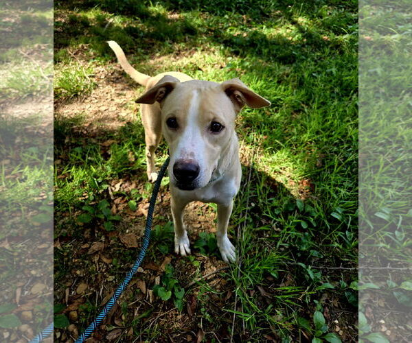Medium Photo #1 Labrador Retriever-Unknown Mix Puppy For Sale in Jackson, MS, USA