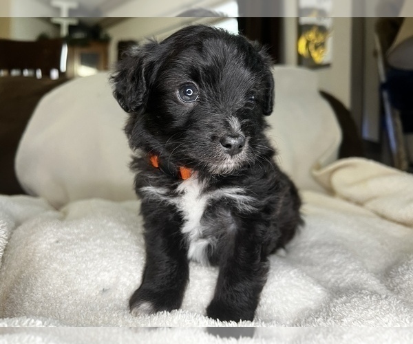 Medium Photo #1 Aussie-Poo Puppy For Sale in ANNISTON, AL, USA