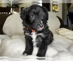 Small Photo #1 Aussie-Poo Puppy For Sale in ANNISTON, AL, USA