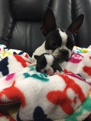 Mother of the Boston Terrier puppies born on 10/07/2018