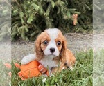 Small #4 Cavalier King Charles Spaniel-Miniature Bernedoodle Mix