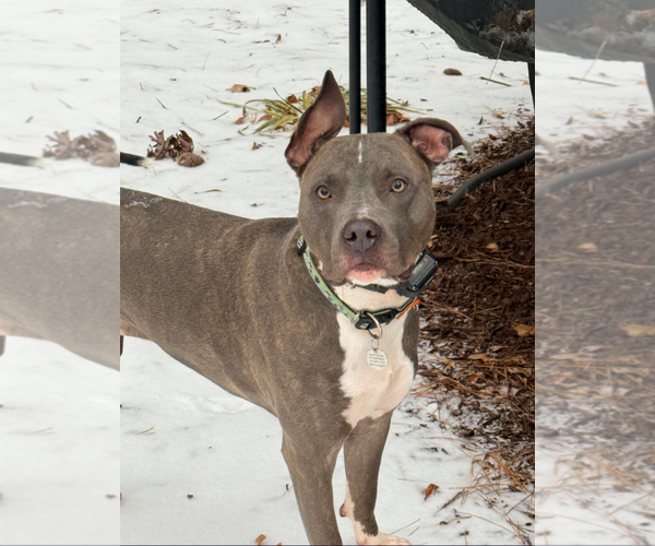Medium Photo #8 American Staffordshire Terrier-Unknown Mix Puppy For Sale in Holly Springs, NC, USA