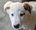 Puppy 5 German Shepherd Dog-Siberian Husky Mix