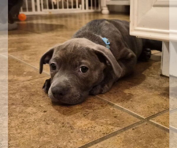 Medium Photo #10 American Pit Bull Terrier-Unknown Mix Puppy For Sale in Holly Springs, NC, USA