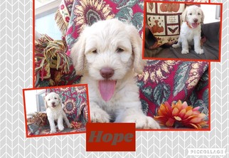 Labradoodle Puppy for sale in COMER, GA, USA