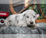 Small Photo #15 Great Dane Puppy For Sale in SHELBY, OH, USA
