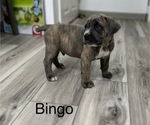 Puppy Bingo Cane Corso