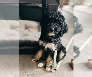 Bernedoodle Puppy for sale in ATLANTA, GA, USA