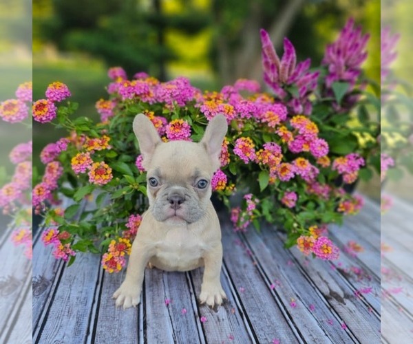 Medium Photo #1 French Bulldog Puppy For Sale in INDIANAPOLIS, IN, USA