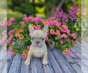 French Bulldog Puppy for sale in INDIANAPOLIS, IN, USA