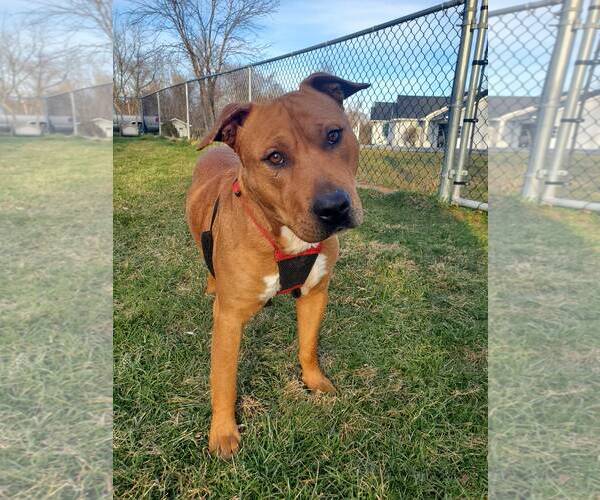 Medium Photo #2 Mutt Puppy For Sale in Westminster, MD, USA