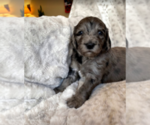 Small Photo #6 Aussiedoodle-Poodle (Standard) Mix Puppy For Sale in COMMERCE, MI, USA