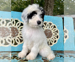 Small Photo #4 Sheepadoodle Puppy For Sale in PERKINSTON, MS, USA