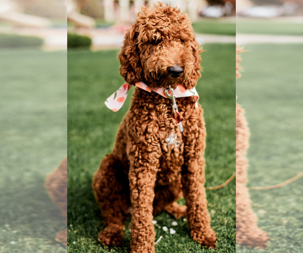 Medium Photo #1 Goldendoodle Puppy For Sale in SEASIDE, CA, USA