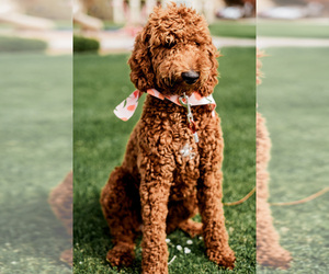 Goldendoodle Puppy for sale in SEASIDE, CA, USA