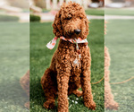 Small Photo #1 Goldendoodle Puppy For Sale in SEASIDE, CA, USA