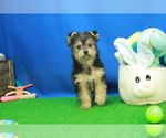 Small Photo #4 Yorkshire Terrier Puppy For Sale in HICKORY, NC, USA