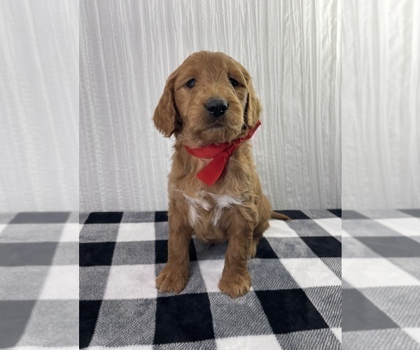 Medium Photo #1 Goldendoodle Puppy For Sale in WOODBURN, IN, USA