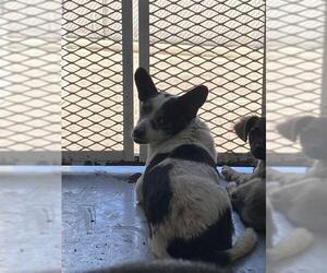 Chihuahua Dogs for adoption in Bakersfield, CA, USA