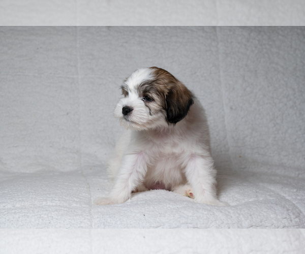 Medium Photo #4 Zuchon Puppy For Sale in WHEELING, IL, USA