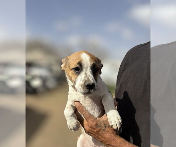 Medium Photo #5 Rat-Cha Puppy For Sale in Grafton, WI, USA