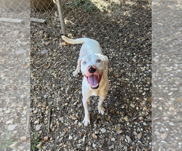 Medium Photo #7 Mutt Puppy For Sale in Brewster, NY, USA