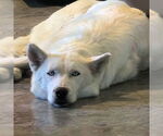 Small #1 Siberian Husky