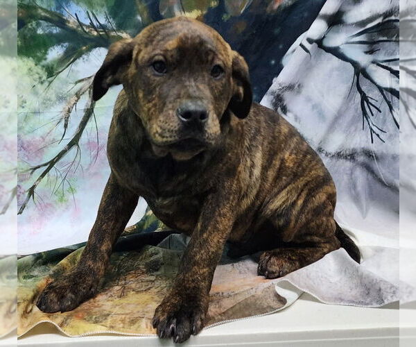 Medium Photo #3 Bulldog-Labrador Retriever Mix Puppy For Sale in Wetumpka, AL, USA