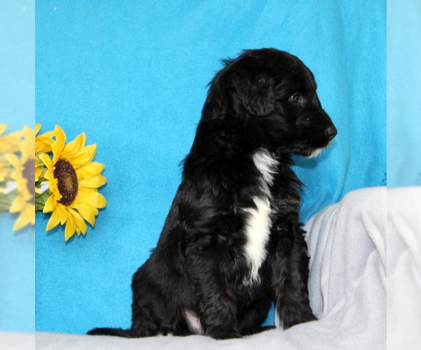 Medium Photo #5 Aussiedoodle Puppy For Sale in GAP, PA, USA
