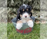 Small Photo #3 Miniature Bernedoodle Puppy For Sale in MIDDLEBURY, IN, USA