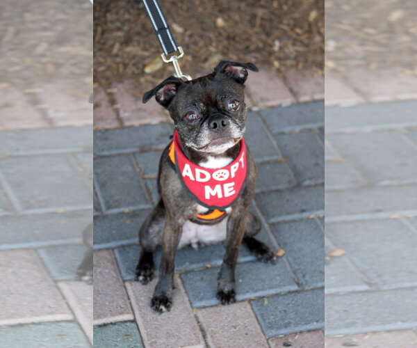 Medium Photo #9 Buggs Puppy For Sale in Mission Viejo, CA, USA