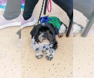 Lhasa Apso-Unknown Mix Dogs for adoption in Mundelein, IL, USA