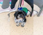 Miguel Vargas - Male Lhasa Apso-Unknown Mix Dog for Adoption - Small photo