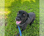 Small #2 Labrador Retriever Mix