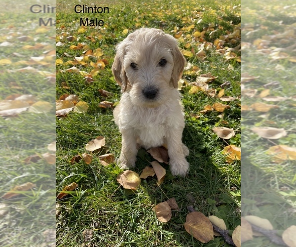 Medium Photo #1 Goldendoodle Puppy For Sale in GRAND JUNCTION, CO, USA