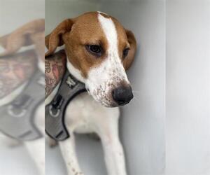 American Foxhound-Treeing Walker Coonhound Mix Dogs for adoption in Houston, TX, USA