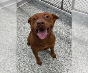 Chow Chow Dogs for adoption in Salisbury, NC, USA