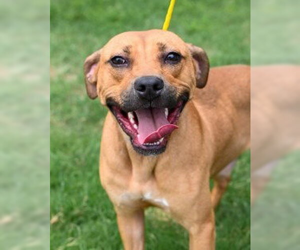 Medium Photo #4 Mutt Puppy For Sale in Glen Allen, VA, USA