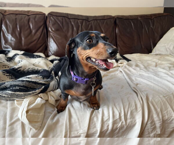 Medium Photo #3 Dachshund Puppy For Sale in Fruitland, SC, USA