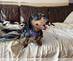 Small #2 Dachshund