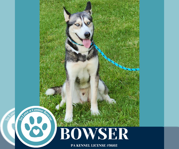 Medium Photo #9 Huskies -Siberian Husky Mix Puppy For Sale in Kimberton, PA, USA