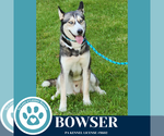Small #8 Huskies -Siberian Husky Mix