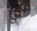 Small Photo #20 German Shorthaired Pointer Puppy For Sale in SAINT GEORGE, SC, USA
