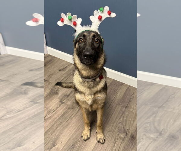 Medium Photo #6 German Shepherd Dog Puppy For Sale in Kankakee, IL, USA