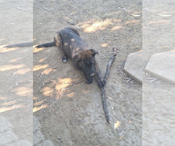 Medium Photo #1 German Shepherd Dog Puppy For Sale in Woodland, CA, USA