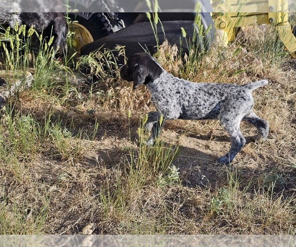 Medium Photo #80 German Shorthaired Pointer Puppy For Sale in EVANSVILLE, WY, USA