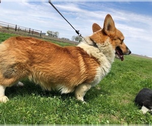 Father of the Pembroke Welsh Corgi puppies born on 05/10/2021
