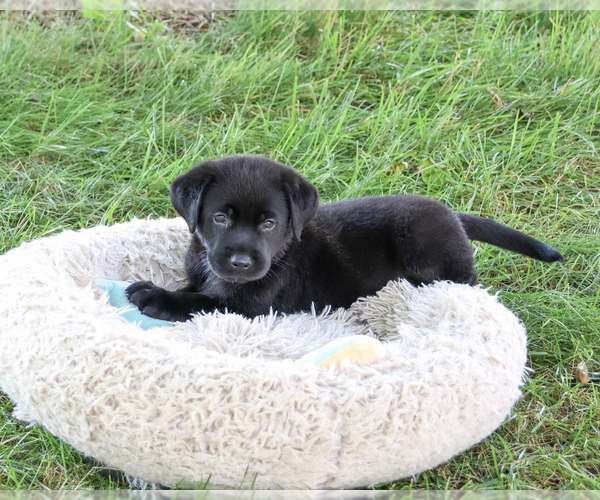 Medium Photo #5 Labrador Retriever Puppy For Sale in SYRACUSE, IN, USA